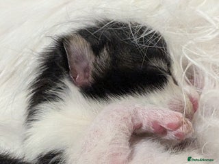 Maine Coon cats - Advert 12