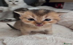 Scottish Fold cats for sale: Scottish folds - Image 13