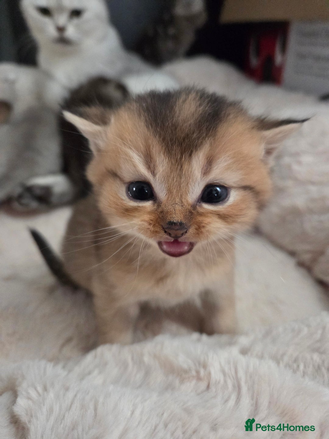 Scottish Fold cats for sale: Scottish folds - Image 13