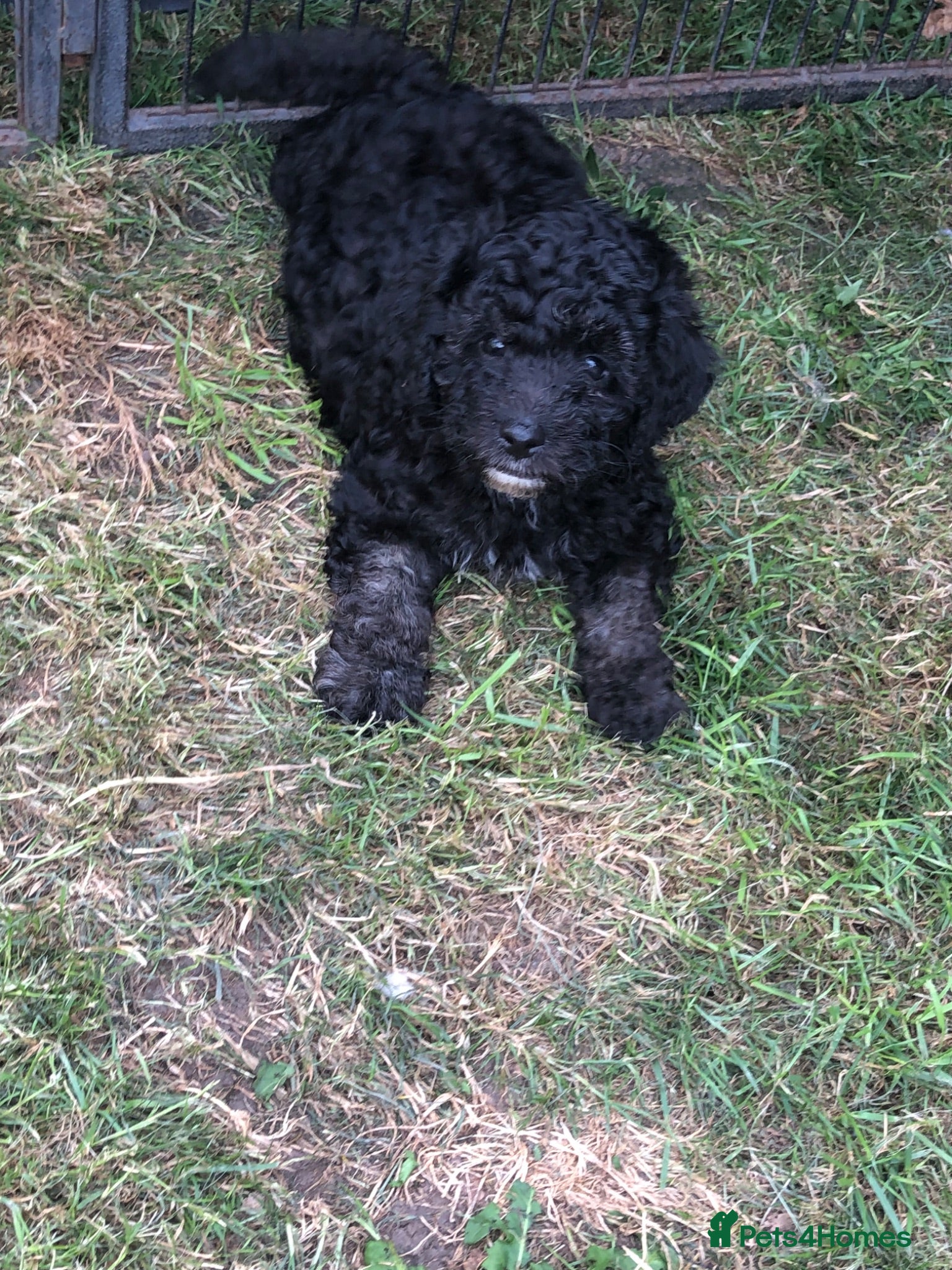 Miniature Poodle dogs Miniature poodle ready for their forever homes  - Advert 3