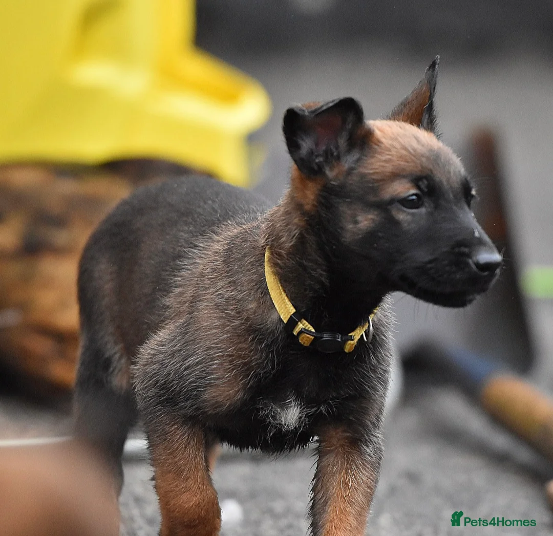 Belgian Shepherd Dog dogs for sale: Exclusive bloodlines  - Advert 39