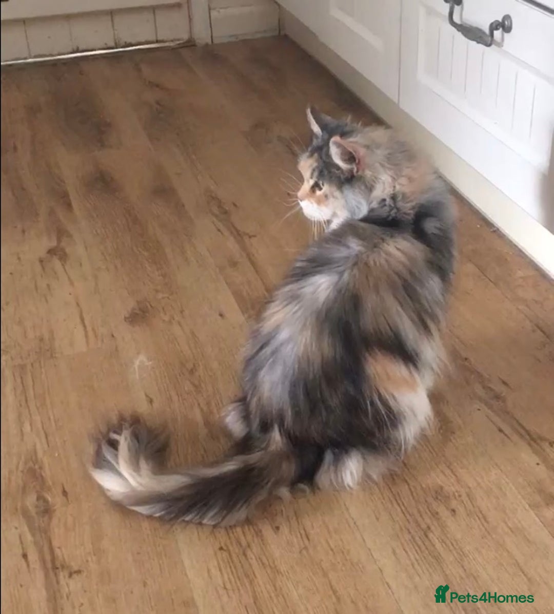 Maine Coon cats for sale: Gorgeous Maine Coon Girl - Image 3