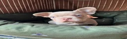 French Bulldog dogs for stud:  Maverick | Pedigree Frenchie Stud in Beverley - Advert 4