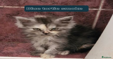 Maine Coon cats - Advert 2