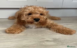 Cavapoo dogs for sale: Cavapoo - Image 2