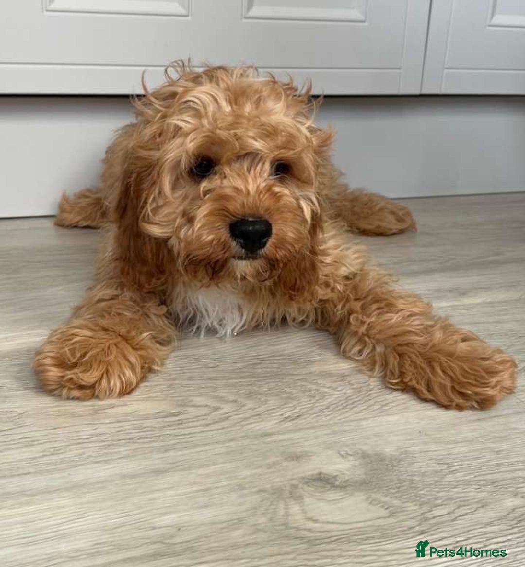 Cavapoo dogs for sale: Cavapoo - Image 2
