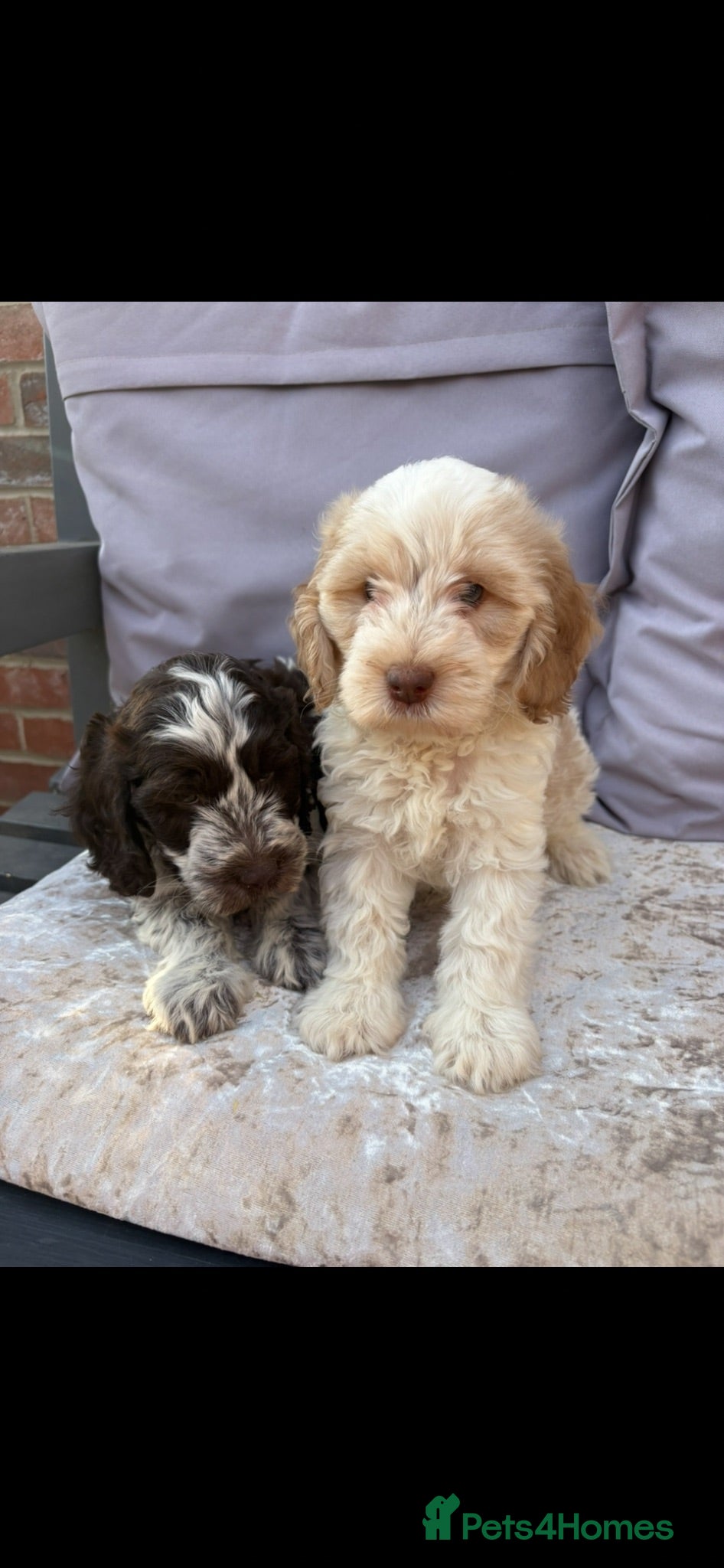 Cockapoo dogs Cockapoo puppies for sale  - Advert 2