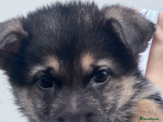 German Shepherd dogs German shepherd READY TO LEAVE - Advert 14