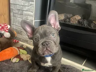 French Bulldog dogs Beautiful French Bulldogs - Advert 2