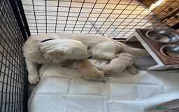Goldador dogs for sale: Goldador - Image 16