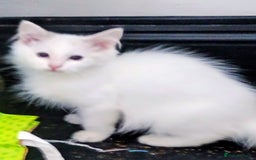 Ragdoll cats for sale: Pedigree Ragdolls for sale £495 - Image 15