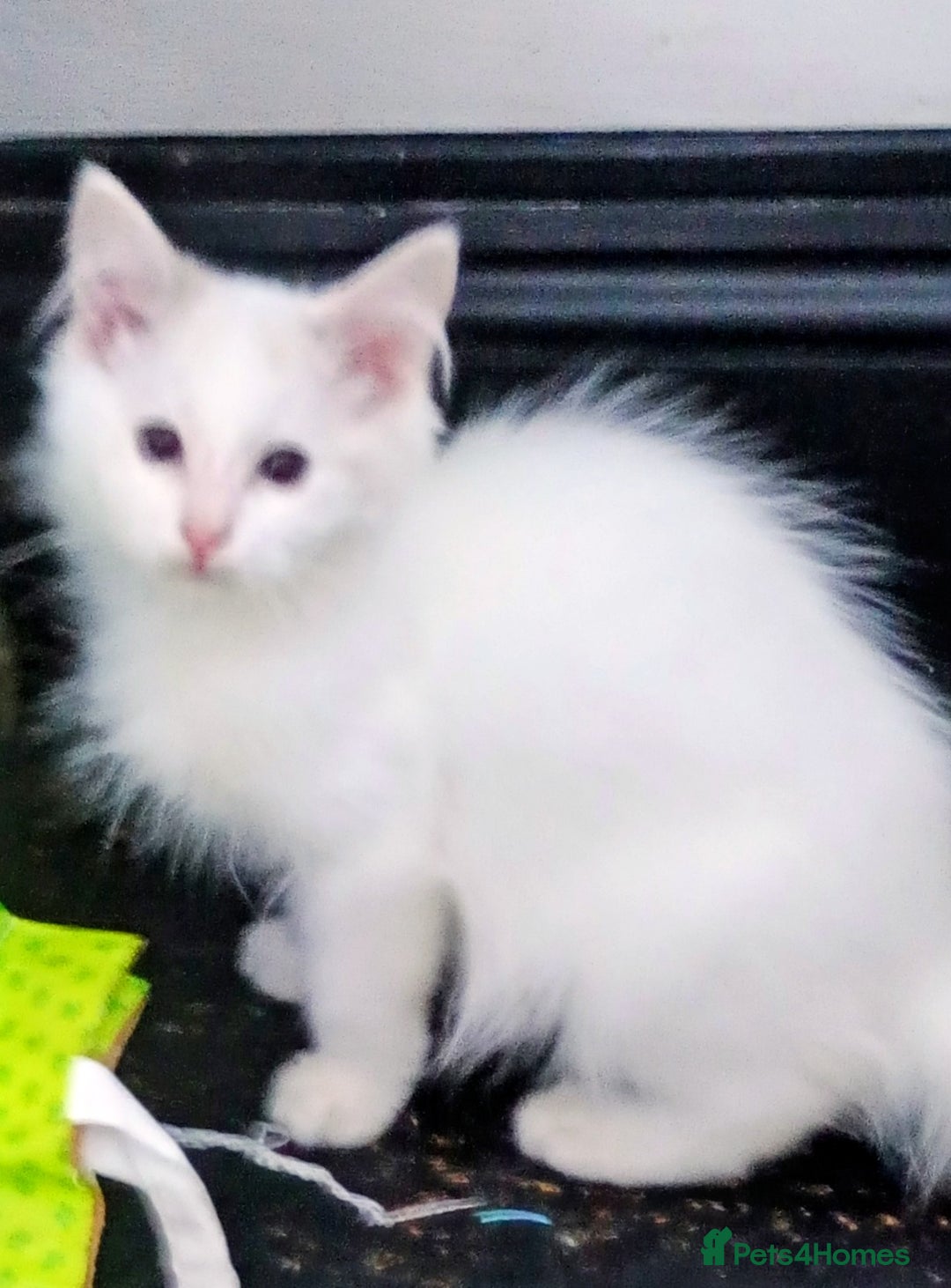 Ragdoll cats for sale: Pedigree Ragdolls for sale £495 - Image 15