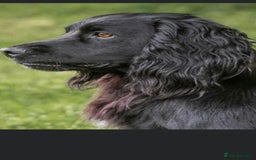 Cocker Spaniel dogs for sale: Lovely short legged black cocker spaniel puppy - Image 9
