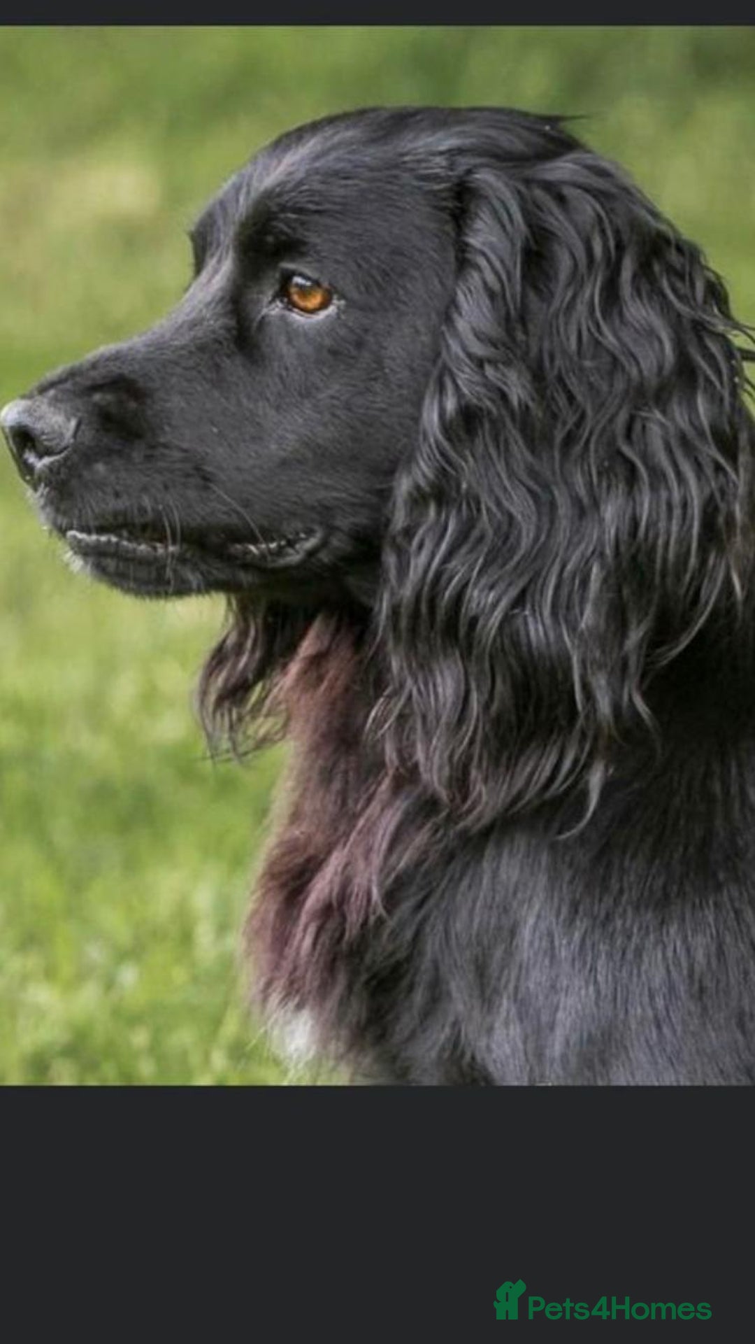 Cocker Spaniel dogs for sale: Lovely short legged black cocker spaniel puppy - Image 9