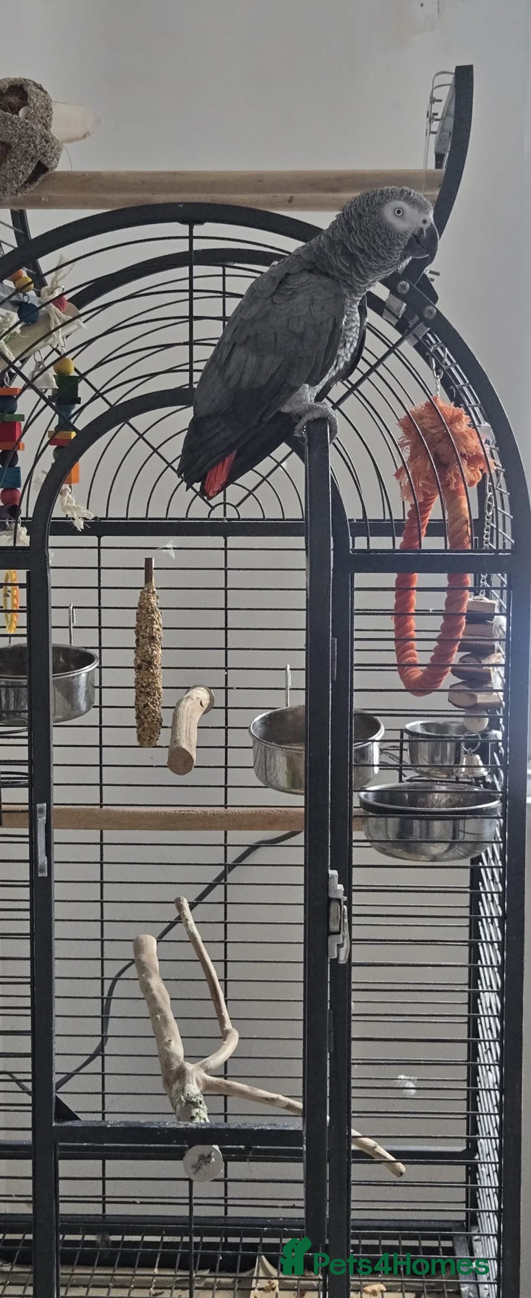 Parrots birds for sale: African grey - Advert 2
