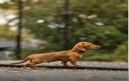 Dachshund dogs for sale: Dachshund carrying pink and fluff - Image 1