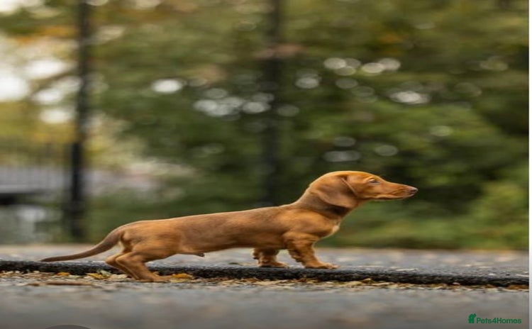 Dachshund dogs - Advert 5