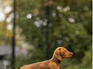 Dachshund dogs - Advert 6