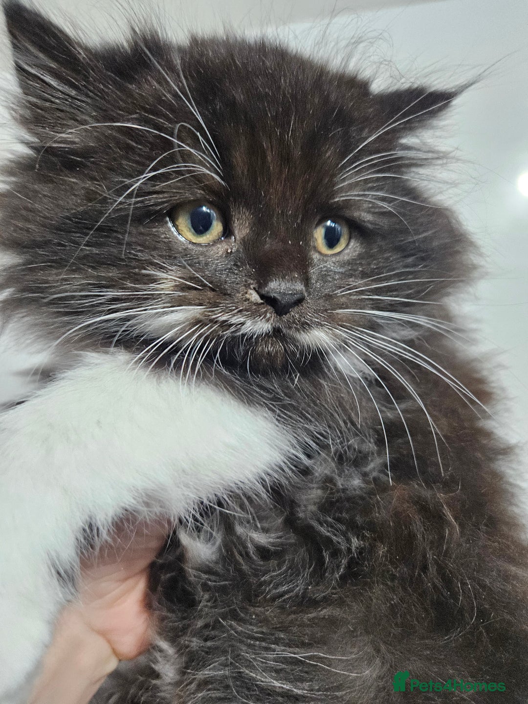 Mixed Breed cats for sale: Adorable Fluffy little Boy  - Image 3