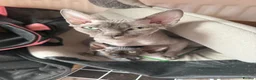 Sphynx cats for sale: I have 3 Beautiful Female Sphynx  - Advert 2