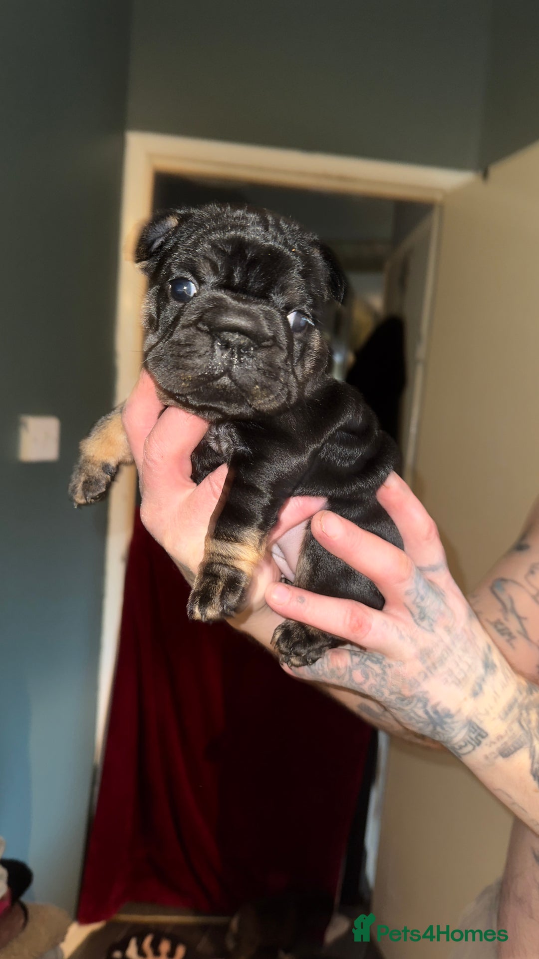 French Bulldog dogs for sale: Stunning litter of frenchies  - Advert 15
