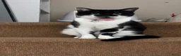 Domestic Shorthair cats for sale: Adorable kittens ready for forever homes 🩷 - Advert 2