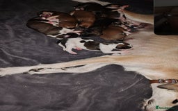 Saluki dogs for sale: Rosie is looking for her forever home  - Advert 9