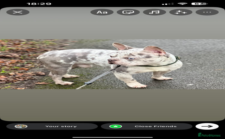 French Bulldog dogs Adult dog for sale  - Advert 1