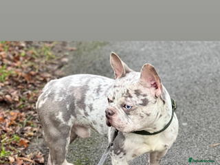 French Bulldog dogs for sale: Adult dog for sale - Advert 1