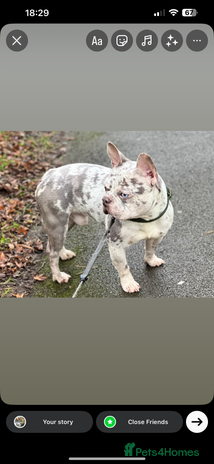 French Bulldog dogs Adult dog for sale - Advert 1