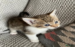 European cats for sale: Beautiful Tabby kittens  - Image 11
