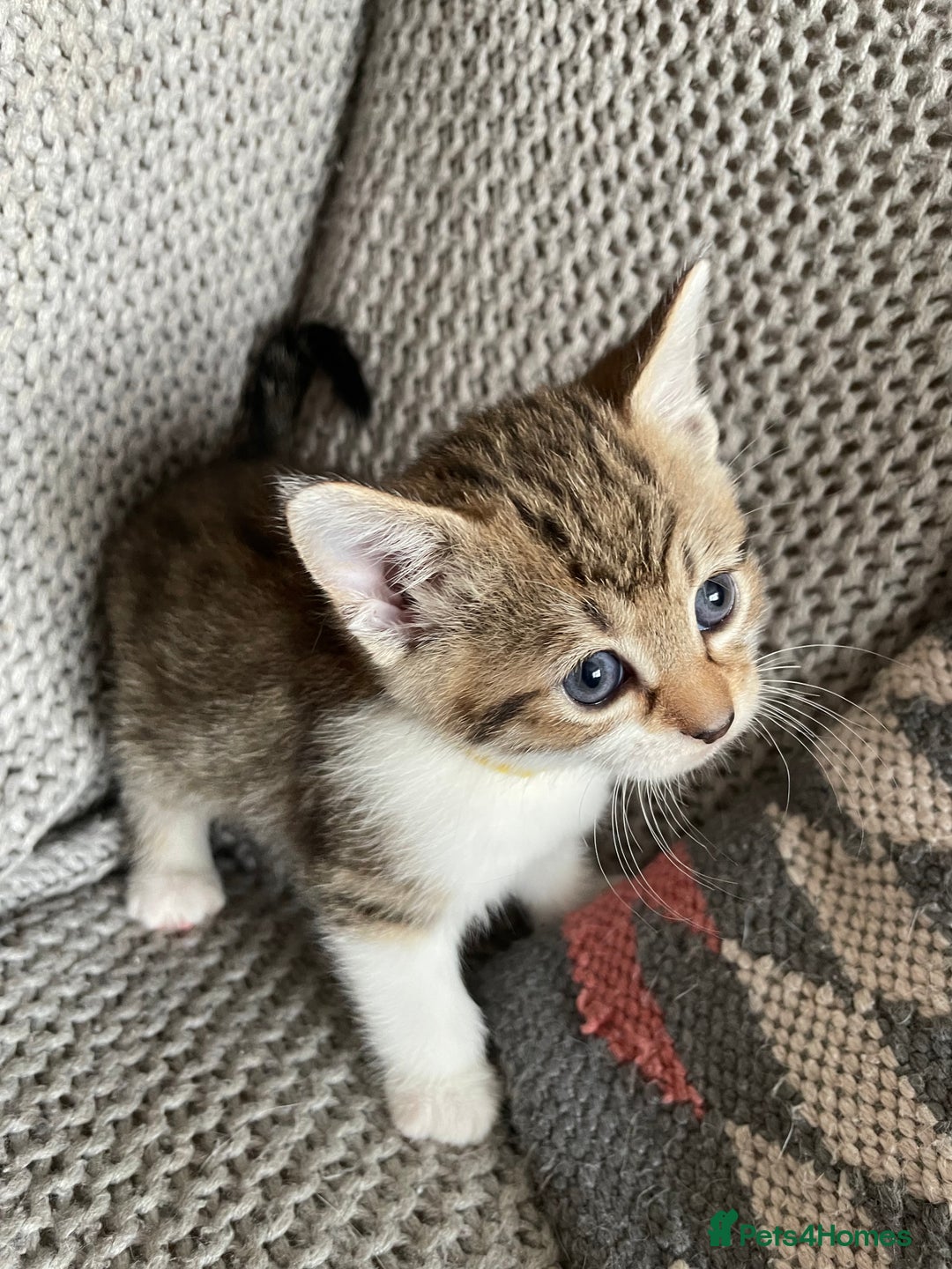 European cats for sale: Beautiful Tabby kittens  - Image 11