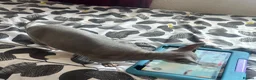 Sphynx cats for sale: Bambino female for sale  - Advert 4