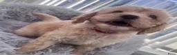 Cavapoo dogs for sale: Ready to leave - Beautiful Cavapoo Puppies - Advert 23