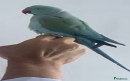 Ringnecks birds for sale: Beautiful Indian Ringneck Parrot - Image 2