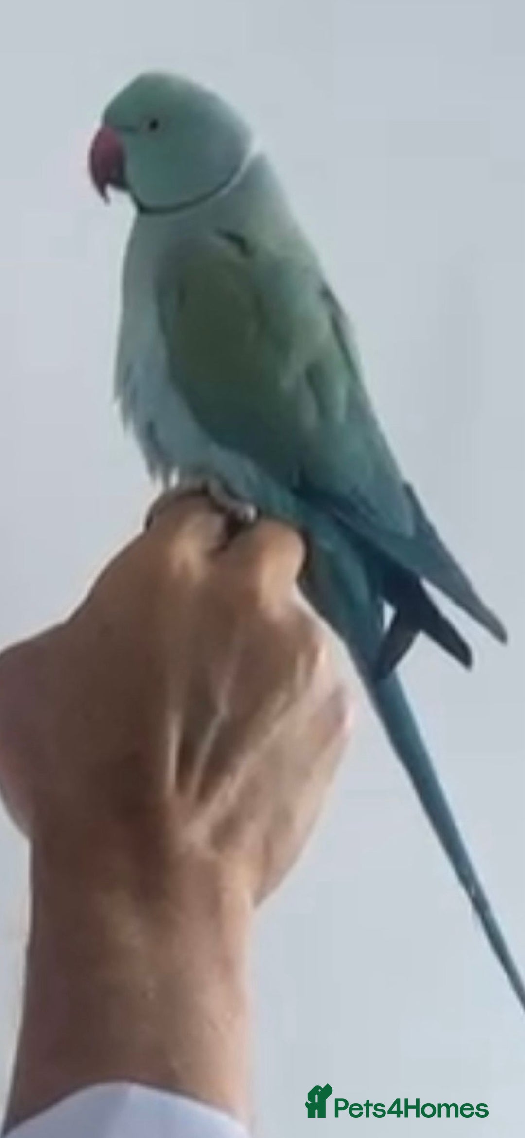 Ringnecks birds for sale: Beautiful Indian Ringneck Parrot - Image 2