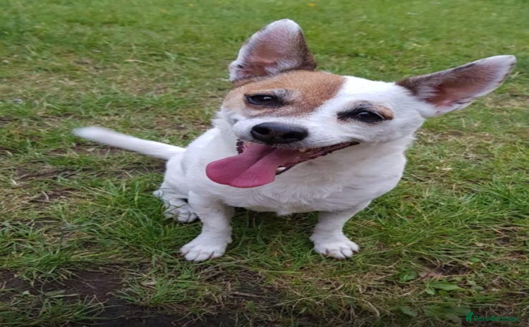 Jack Russell dogs - Advert 15