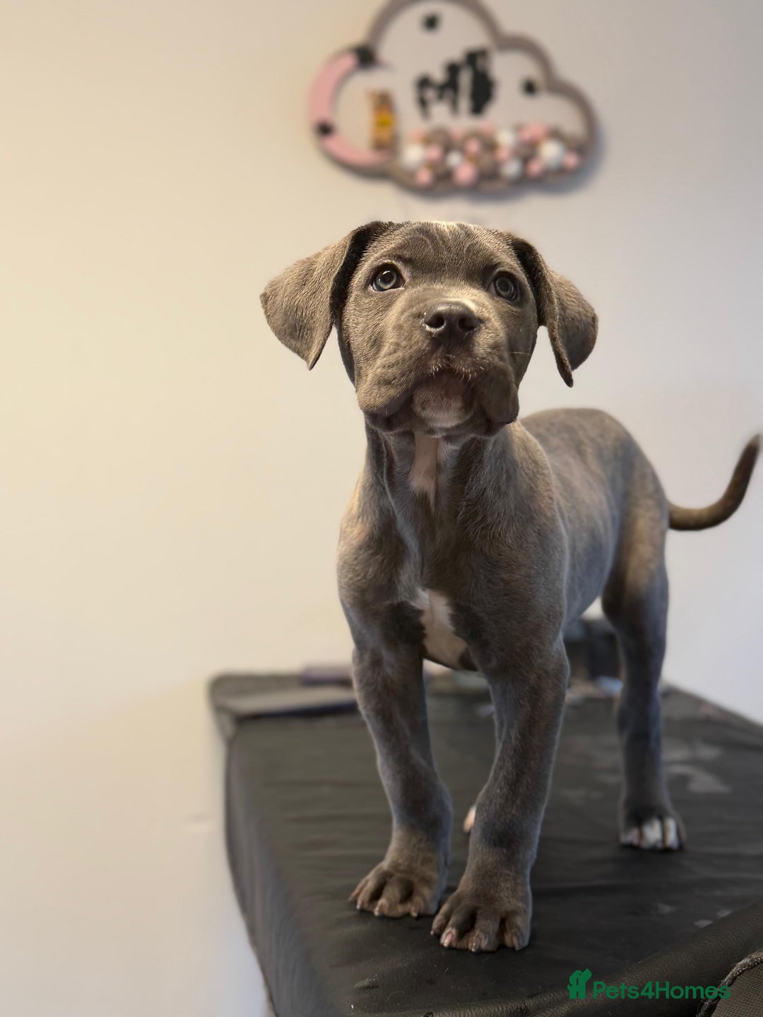 Cane Corso dogs for sale: Cane corso puppies  - Advert 1