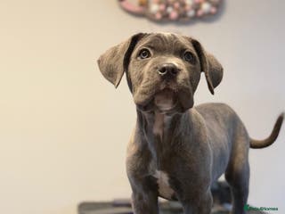 Cane Corso dogs Cane corso puppies ***UPDATE: Three left - Advert 2