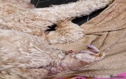 Poodle dogs for sale: Poodle pups.  Ready now - Image 6