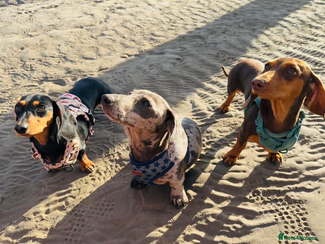 Miniature Dachshund dogs for stud: American Blue Dapple Miniature  - Advert 9