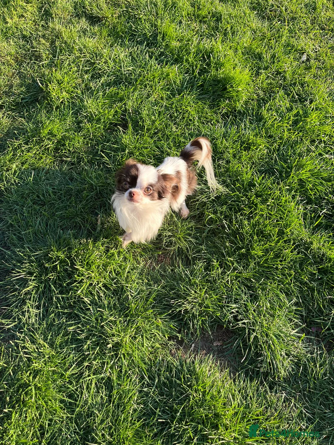 Chihuahua dogs for stud: For Stud  - Advert 3