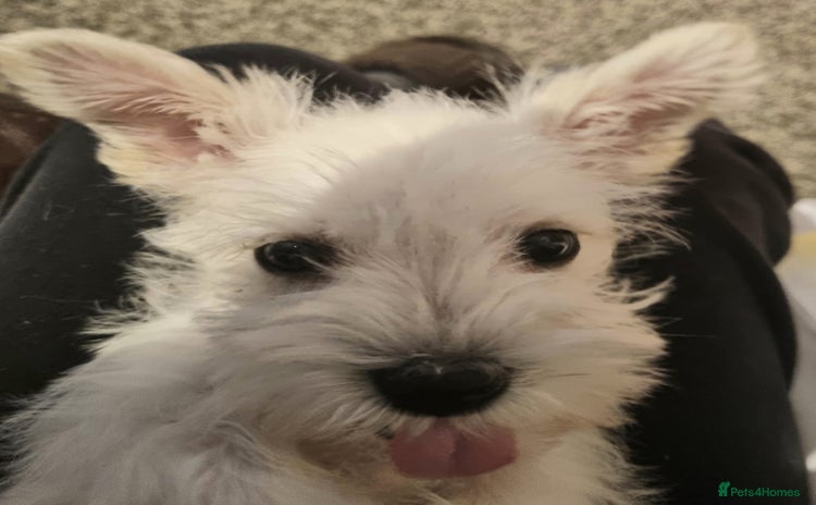 Miniature Schnauzer dogs - Advert 2