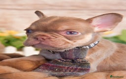 French Bulldog dogs for sale: Kc registered new shade french bulldogs - Image 3