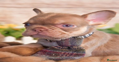 French Bulldog dogs - Advert 8