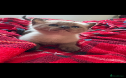 Burmese cats for sale: Burmese X Sisters  - Image 13