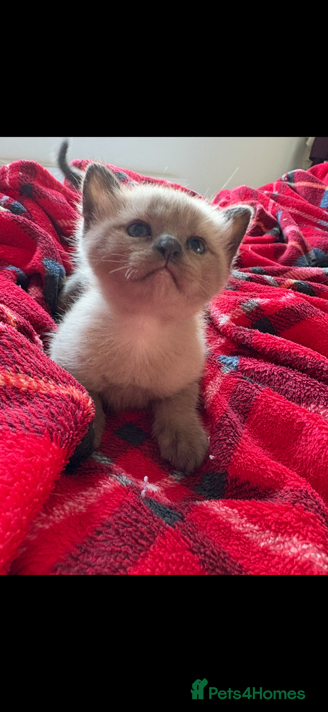 Burmese cats for sale: Burmese X Sisters  - Image 13