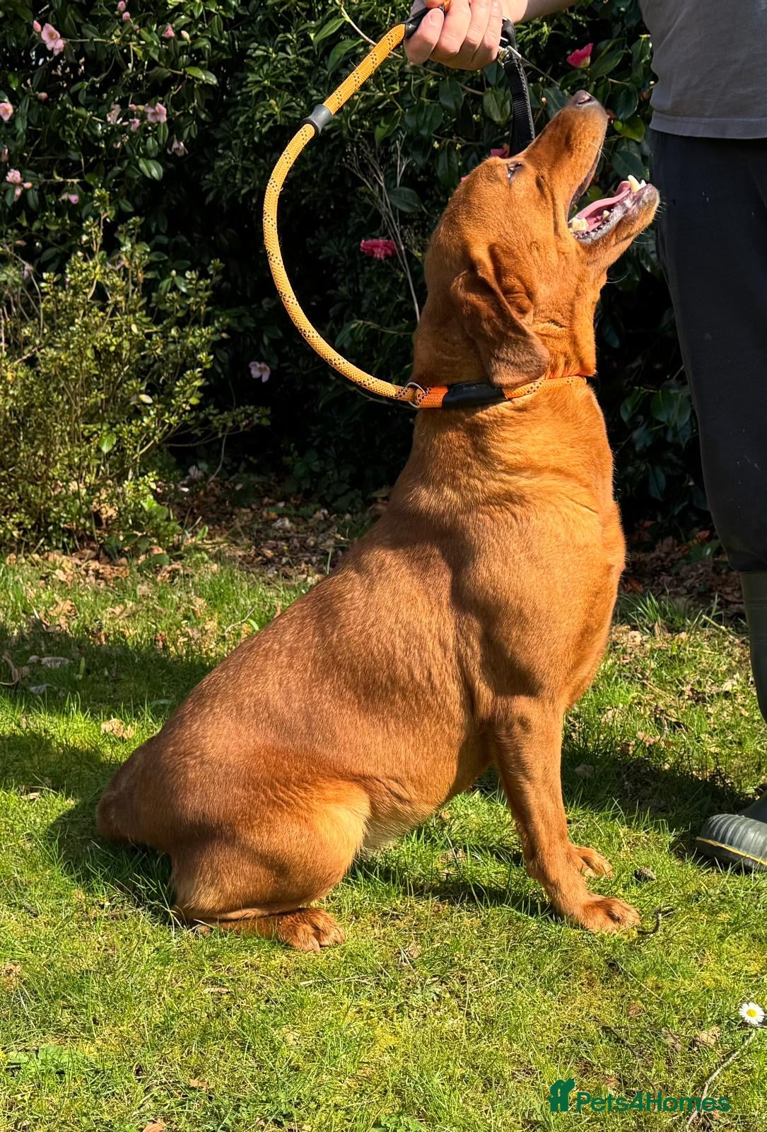 Labrador Retriever dogs Gorgeous KC Registered Fox Red Bitch - Adult - Advert 2