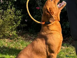 Labrador Retriever dogs Gorgeous KC Registered Fox Red Bitch - Adult - Advert 18