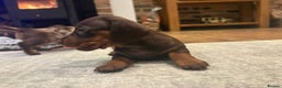 Dachshund dogs for sale: Dachshunds for Sale - Advert 19